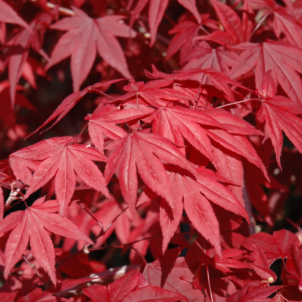 EMPEROR JAPANESE MAPLE 10gal