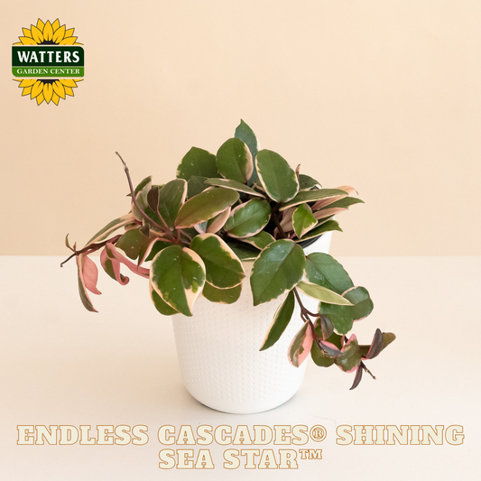 Endless Cascades® Shining Sea Star™