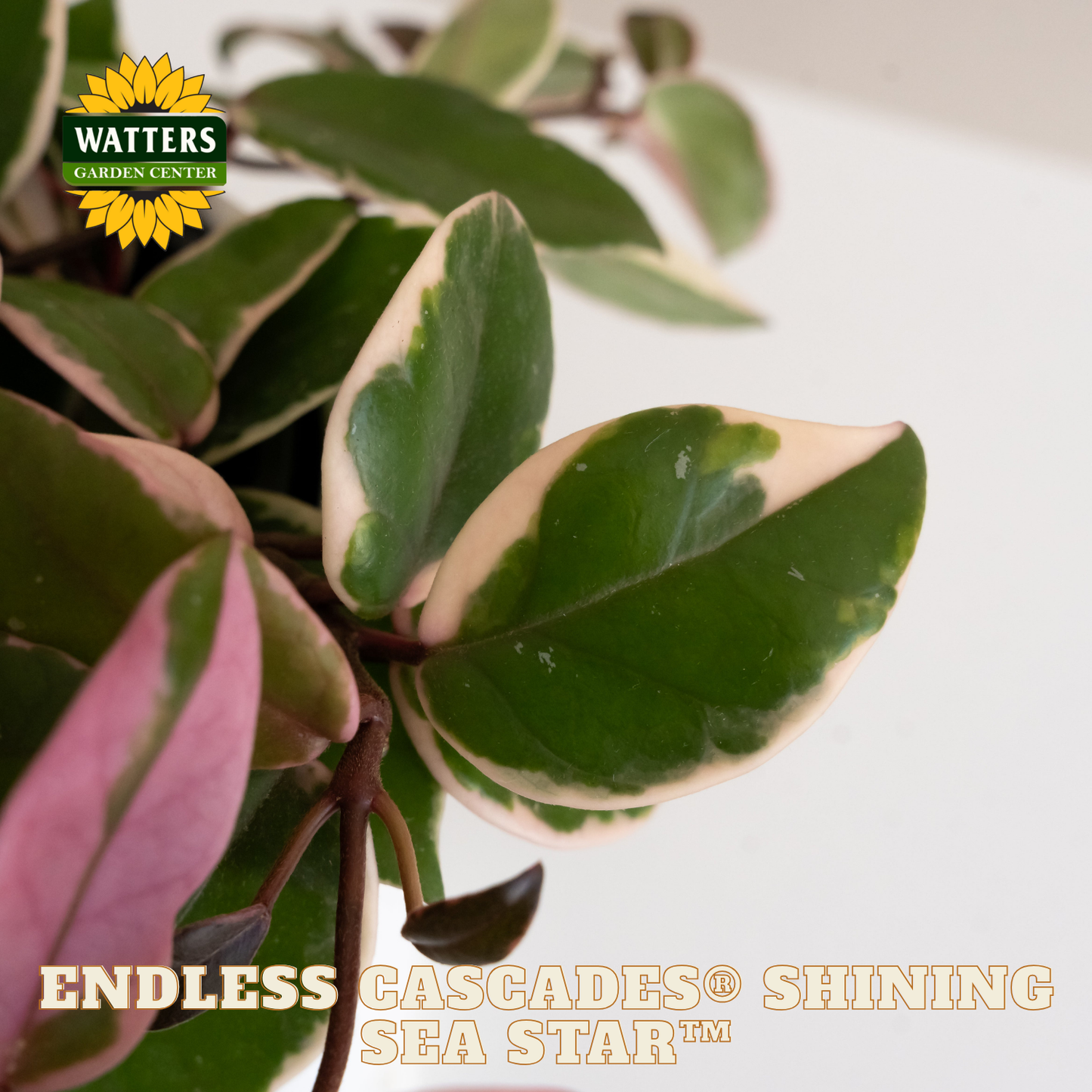 Endless Cascades® Shining Sea Star™