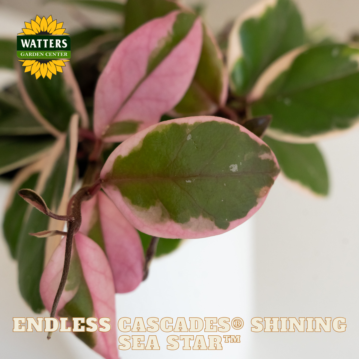 Endless Cascades® Shining Sea Star™