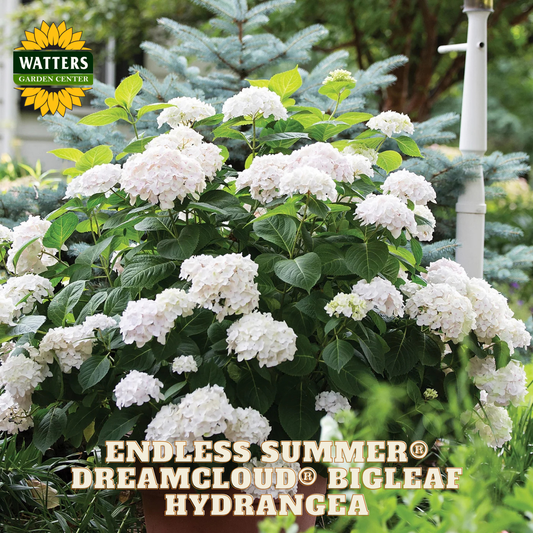 White hydrangea plant with green leaves, labeled 'Endless Summer Dreamcloud Bigleaf Hydrangea' from Watters Garden Center.
