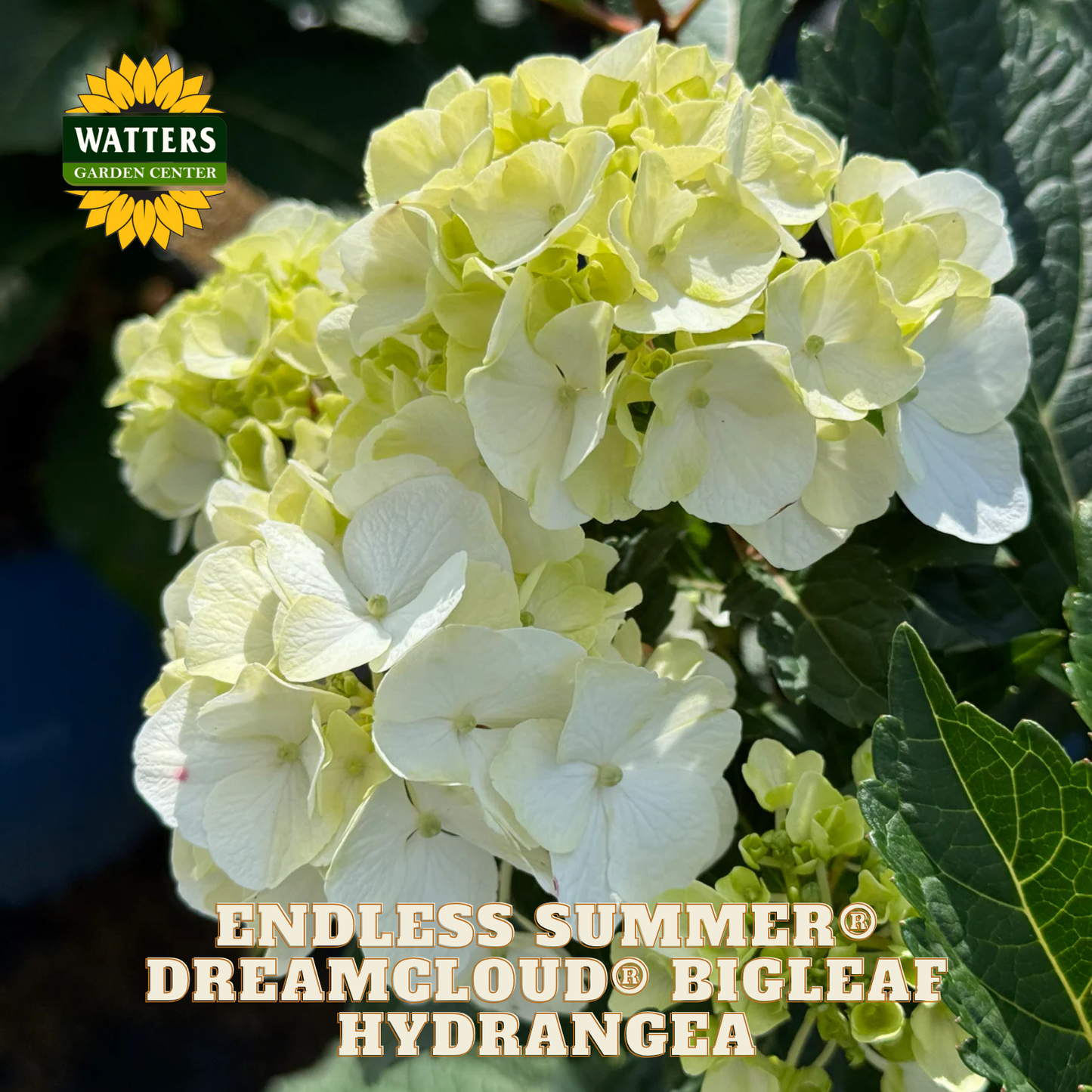 White hydrangea flowers with green leaves and Watters Garden Center logo.