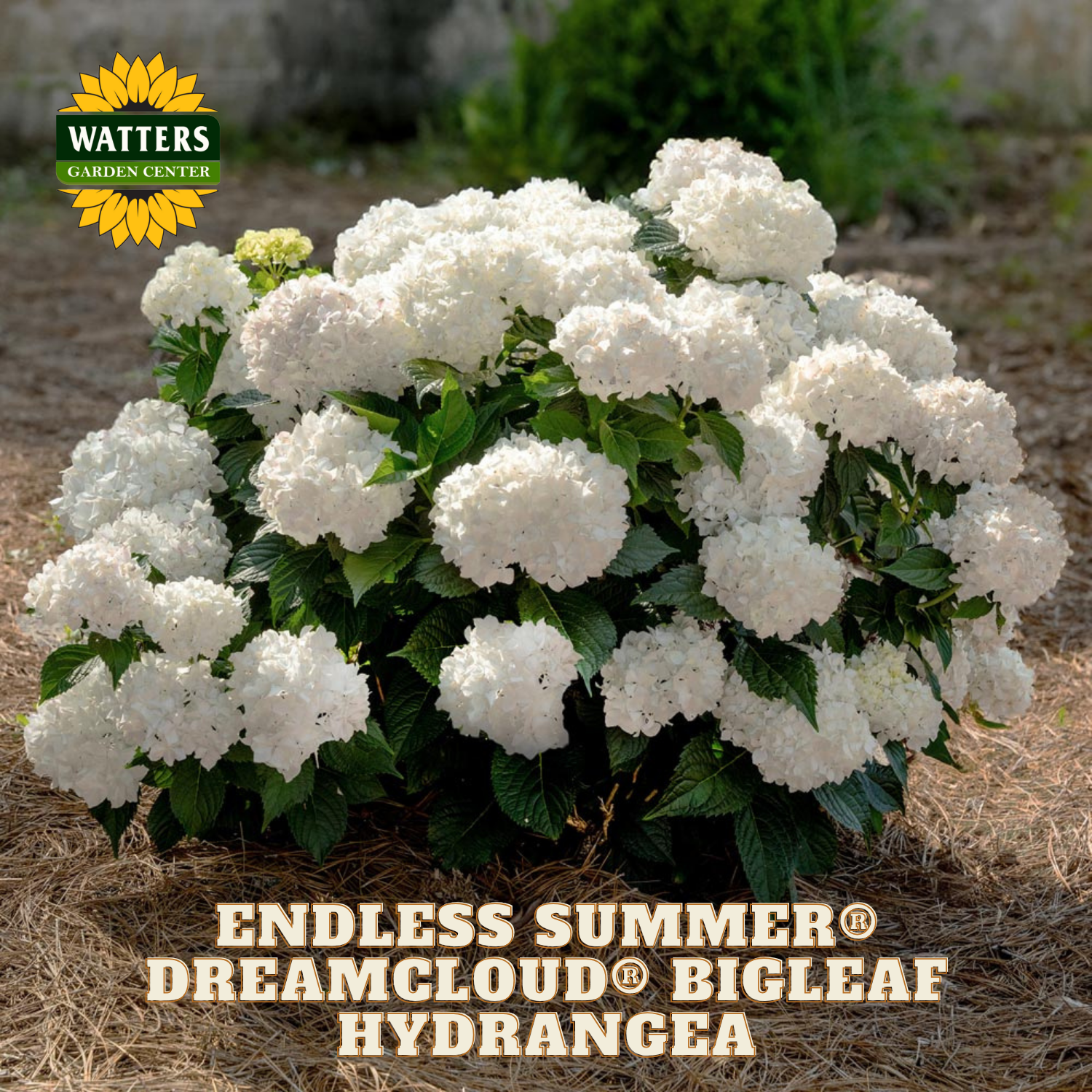 White hydrangea plant with green leaves, labeled 'Endless Summer Dreamcloud Bigleaf Hydrangea' by Watters Garden Center.