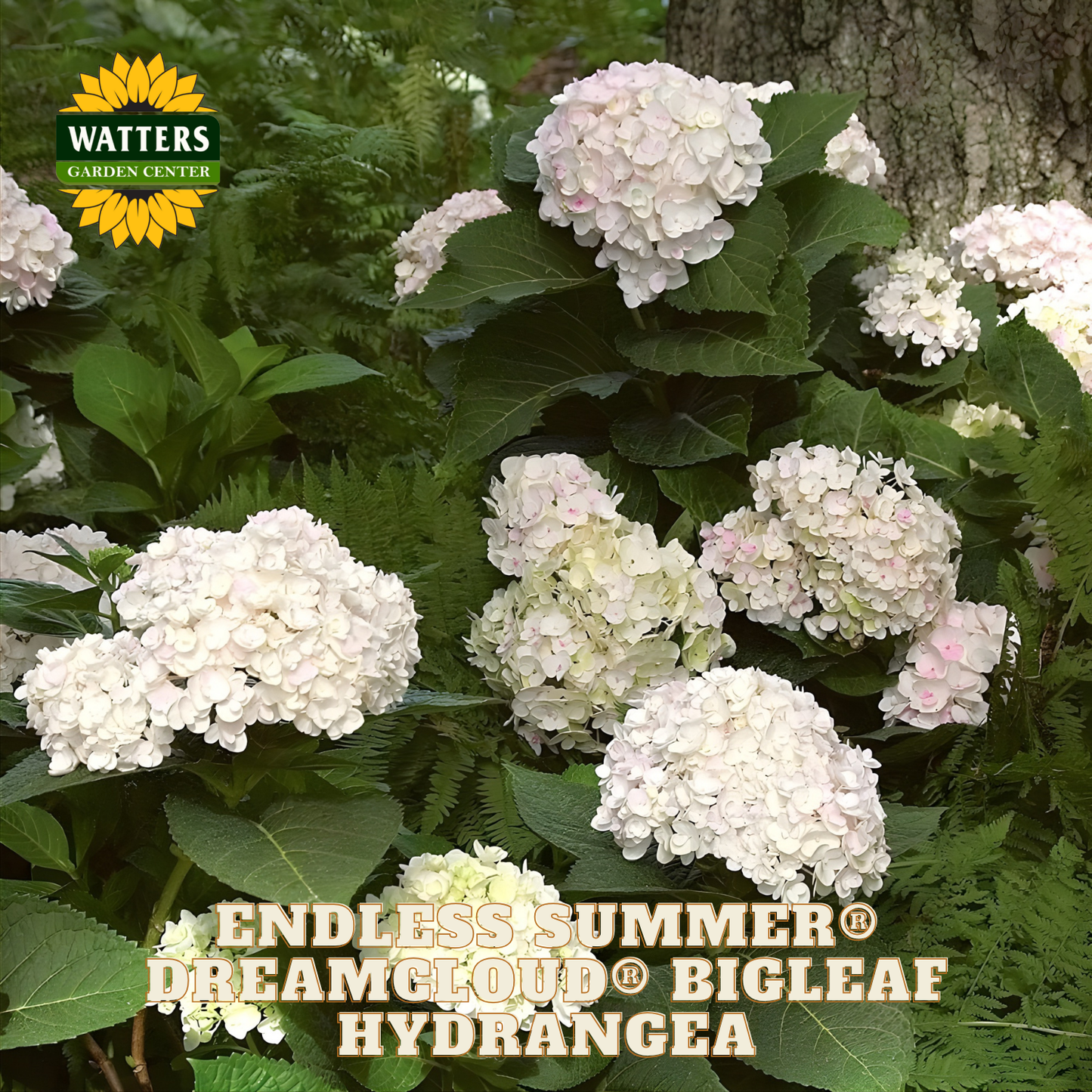 White hydrangea flowers with green leaves and Watters Garden Center branding.