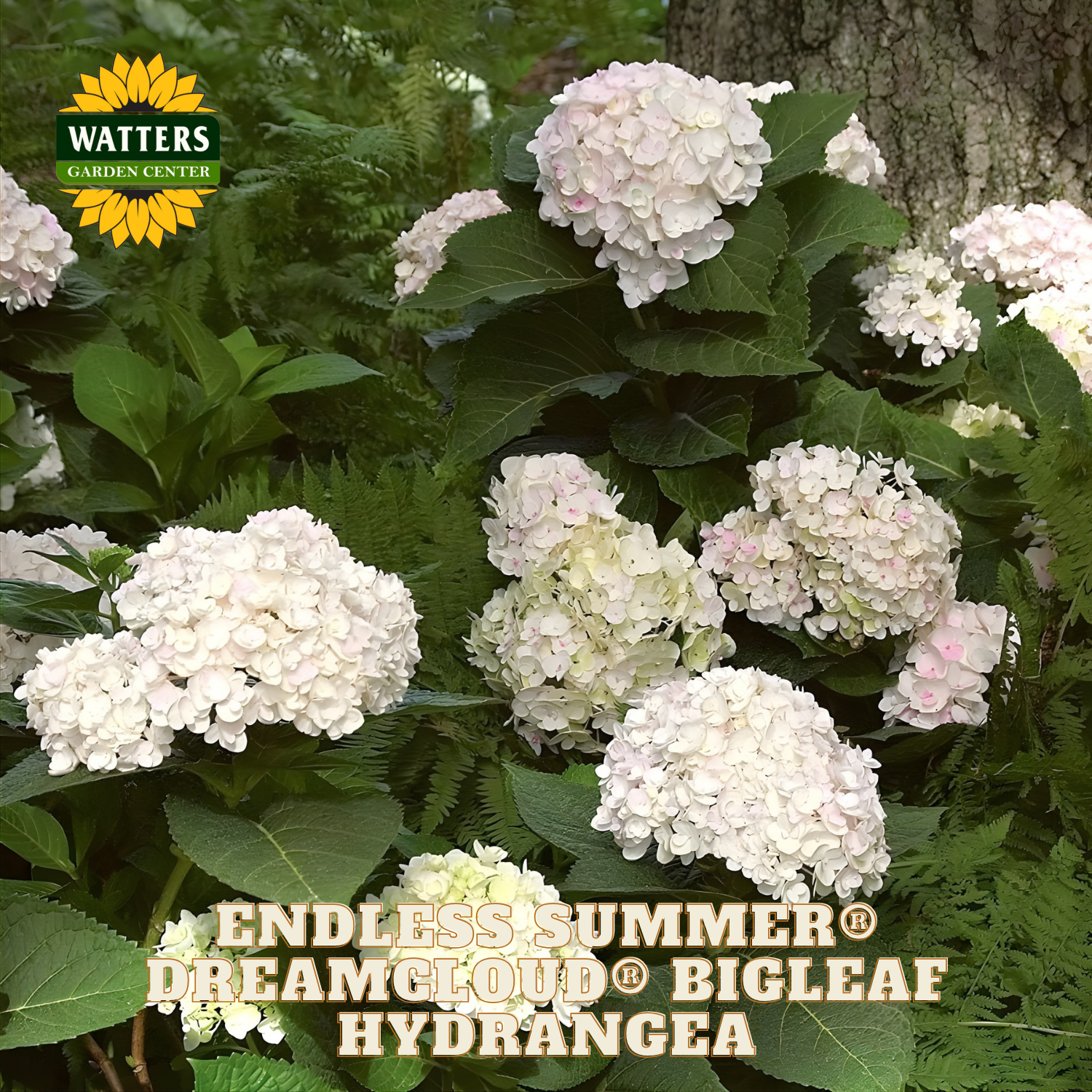 White hydrangea flowers with green leaves and Watters Garden Center branding.
