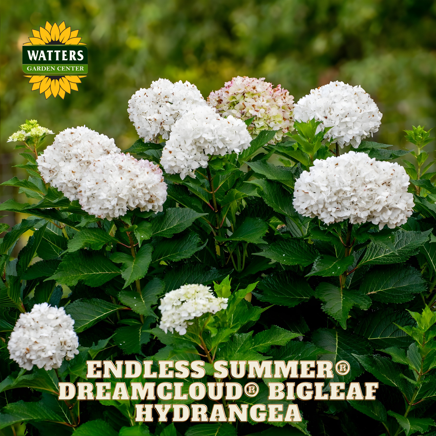 White hydrangea flowers with green leaves and Watters Garden Center branding.