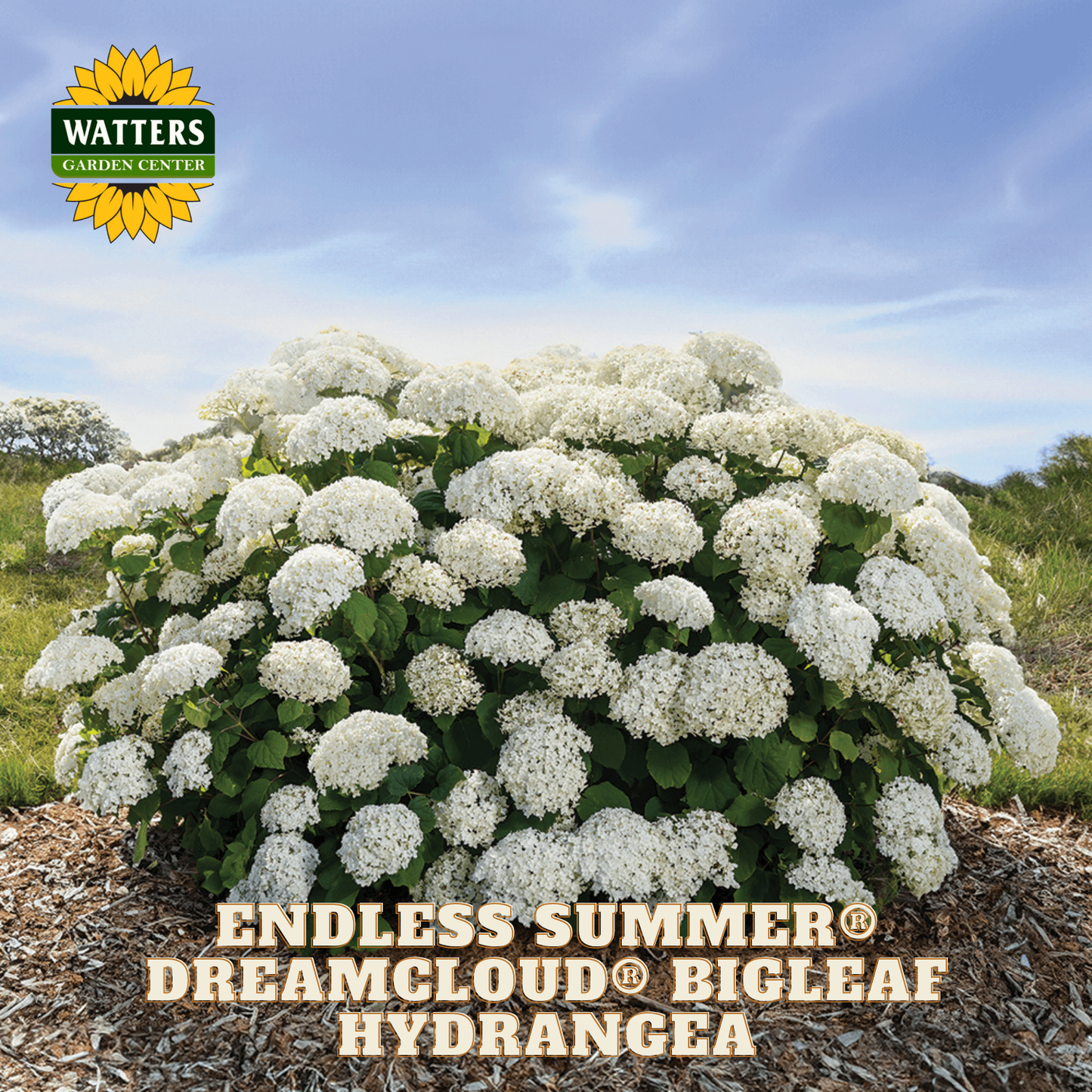 Blossoming white hydrangea plant with 'Watters Garden Center' logo and product name text.