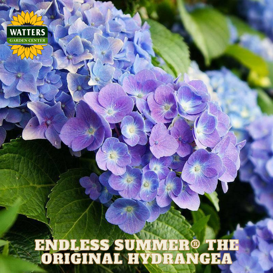 Blue hydrangea flowers with Watters Garden Center logo and 'Endless Summer' branding.