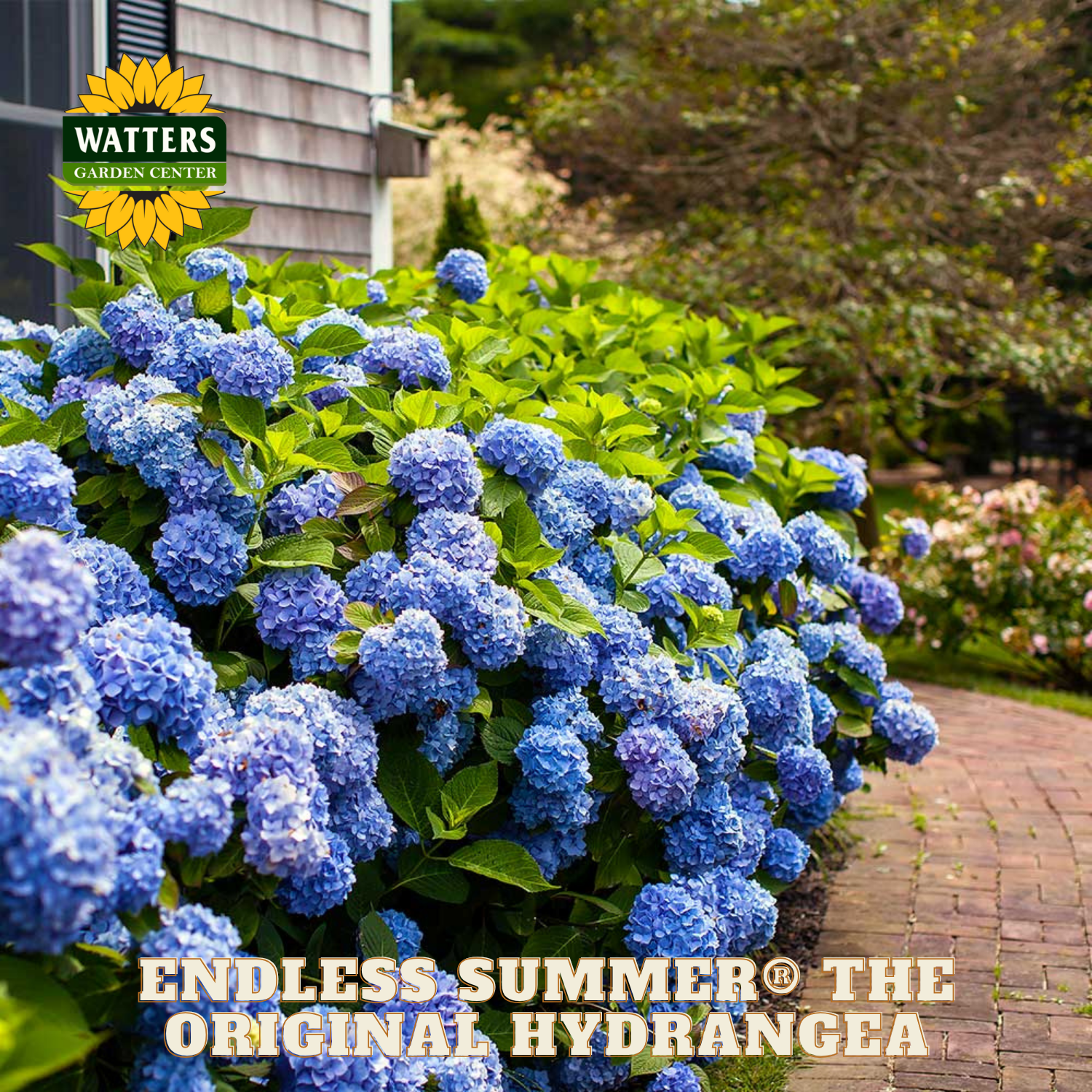 Blue hydrangeas in a garden setting with Watters Garden Center branding.