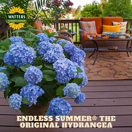 Blue hydrangeas in a pot on a wooden deck with a patio set and 'Watters Garden Center' branding.
