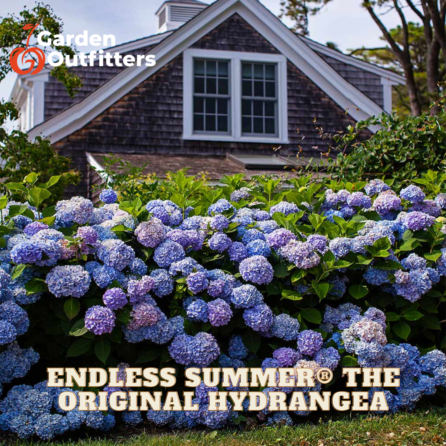 A large bed of blue and purple hydrangeas in full bloom in front of a shingled house, with text reading 'ENDLESS SUMMER THE ORIGINAL HYDRANGEA' and a 'Garden Outfitters' logo in the top left.