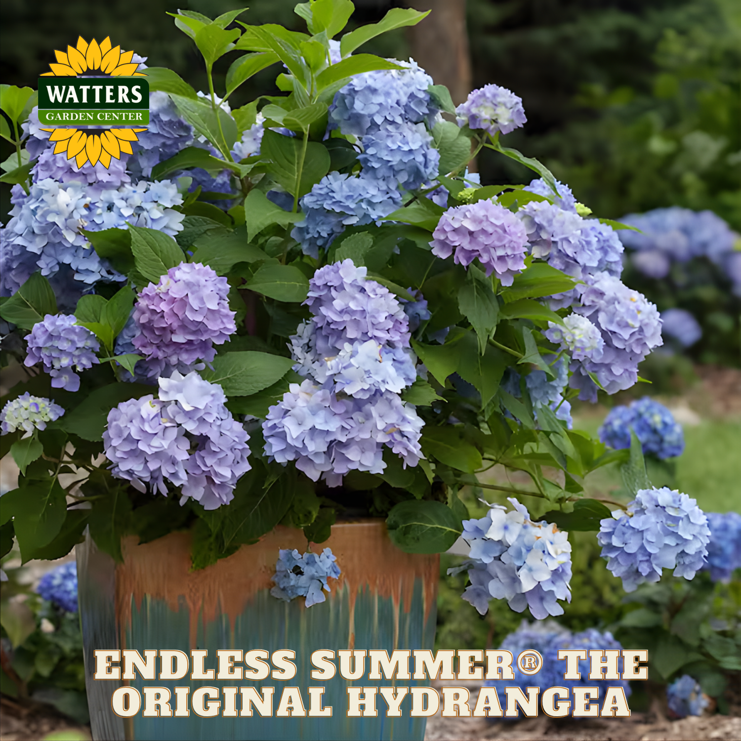 Potted hydrangea plant with blue and purple flowers, branded 'Watters Garden Center'.