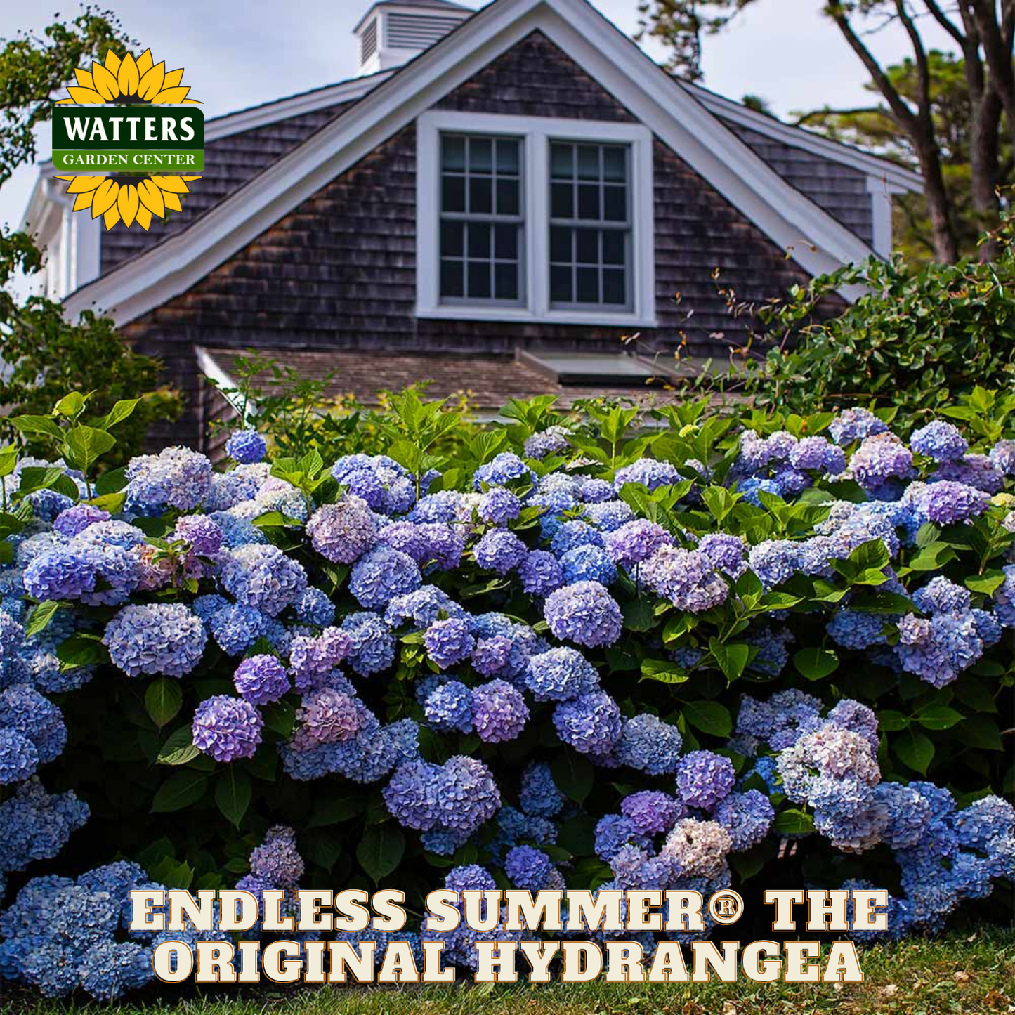Hydrangeas in front of a house with Watters Garden Center branding.