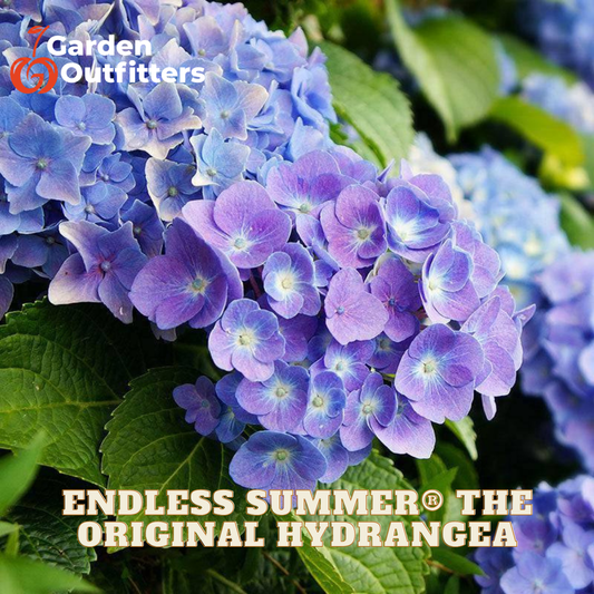Close-up of purple and blue hydrangea flowers with green leaves, featuring Garden Outfitters branding and the text 'ENDLESS SUMMER THE ORIGINAL HYDRANGEA'.
