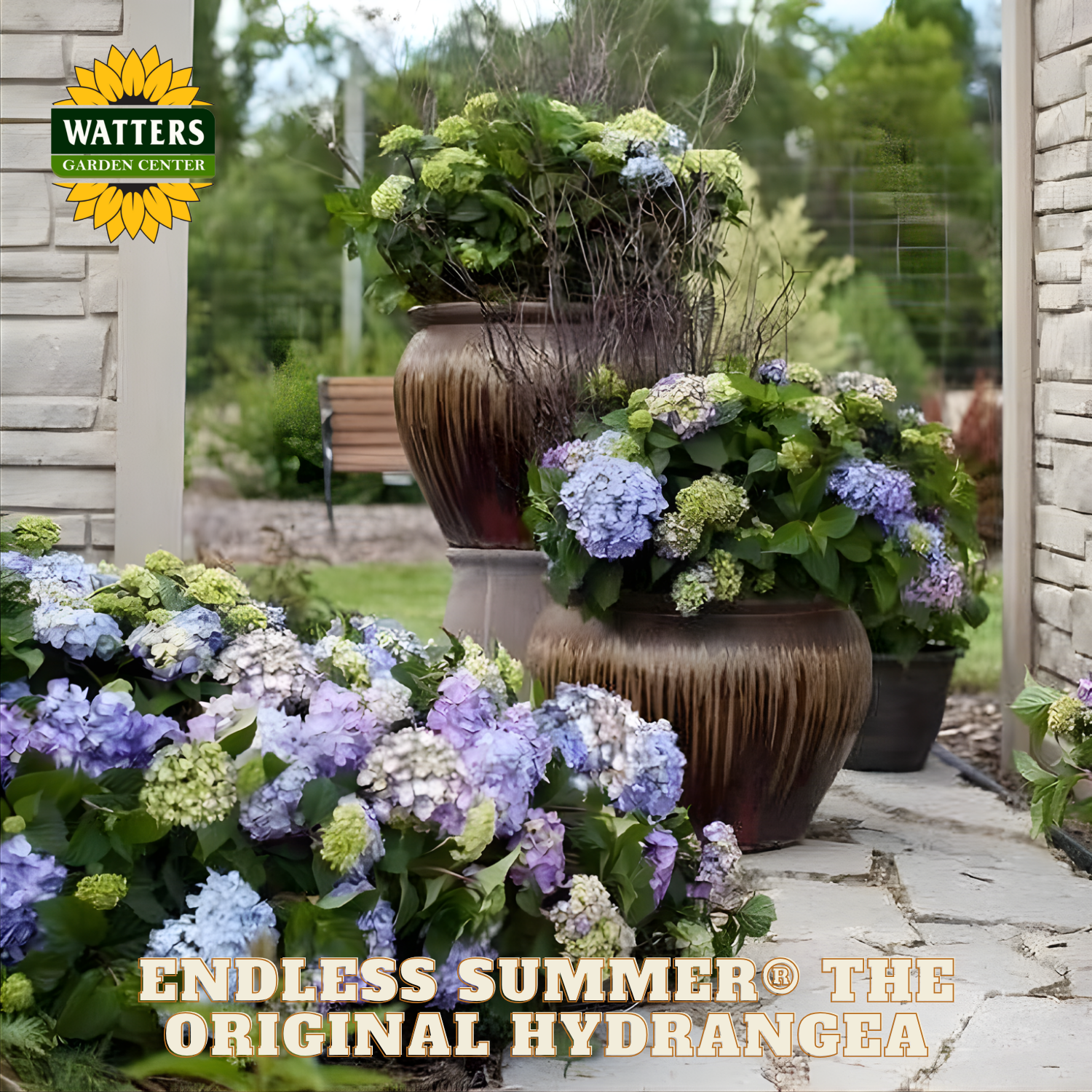 Decorative pots with hydrangeas on a patio, featuring Watters Garden Center branding.