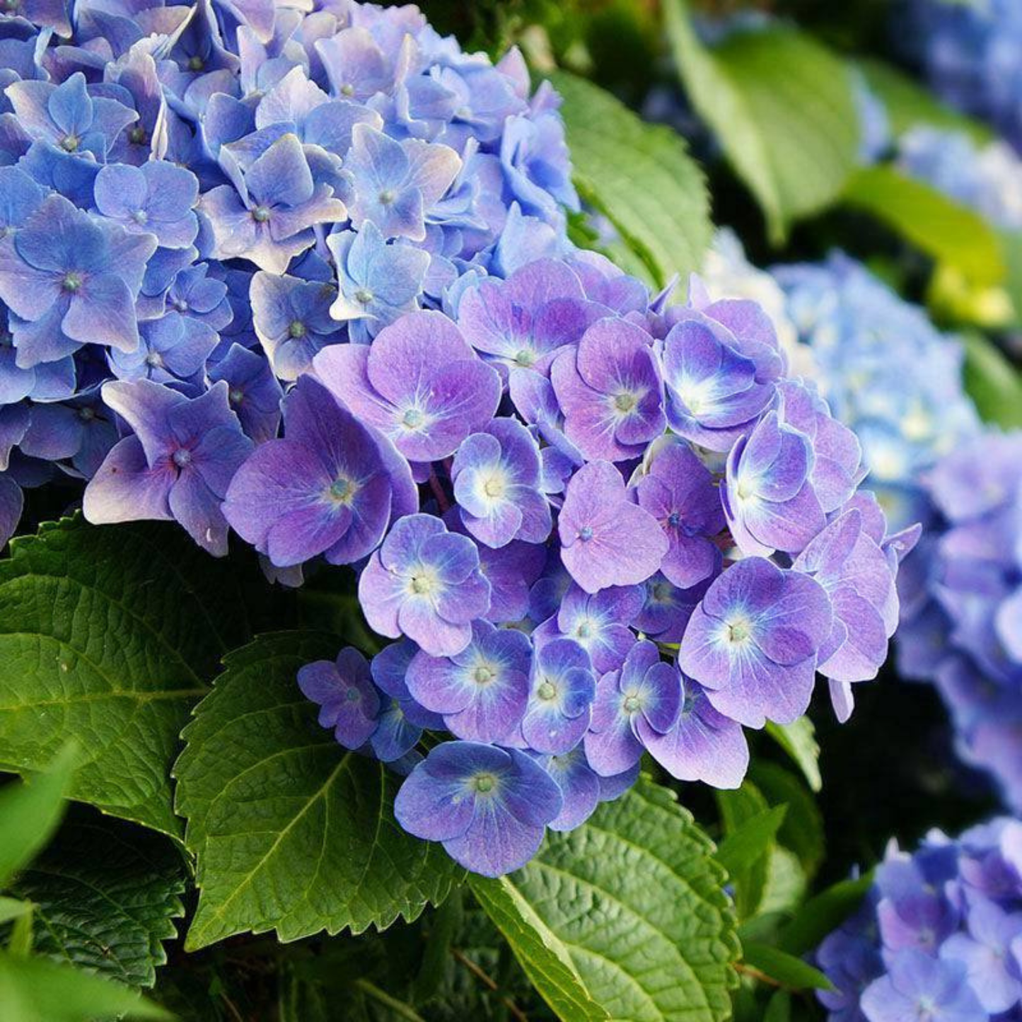 Close-up of a hydrangea flower cluster with lavender-purple blooms and green leaves.