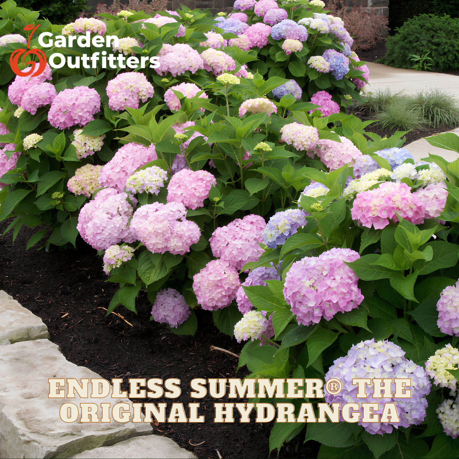 A garden bed filled with blooming hydrangea bushes in shades of pink, lavender, white, and blue-green, with green foliage and garden paths visible. Text overlays read 'Garden Outfitters' and 'ENDLESS SUMMER THE ORIGINAL HYDRANGEA'.