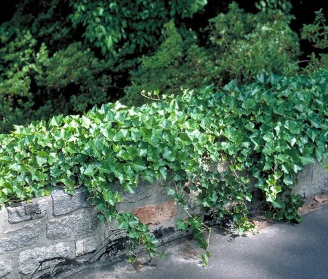 ENGLISH IVY 1gal STAKED