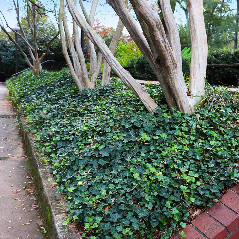 ENGLISH IVY 1gal STAKED