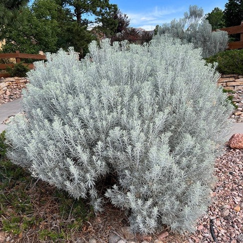 BLUE RABBITBRUSH 3/5gal