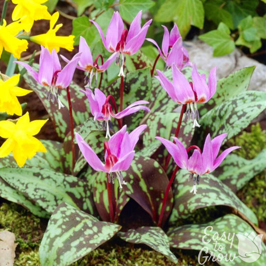 Erythronium - Dens-Canis Rose Queen