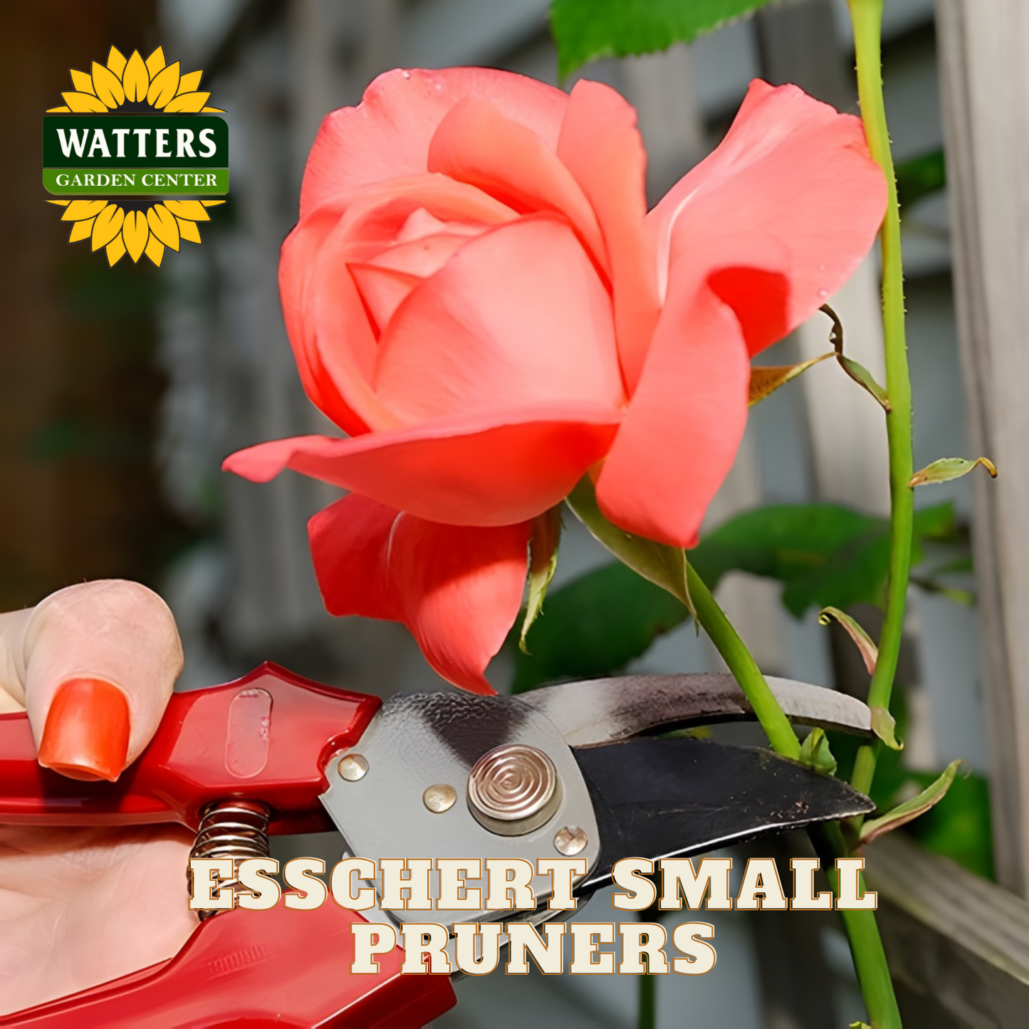 Small pruners with red handle pruning a rose plant.