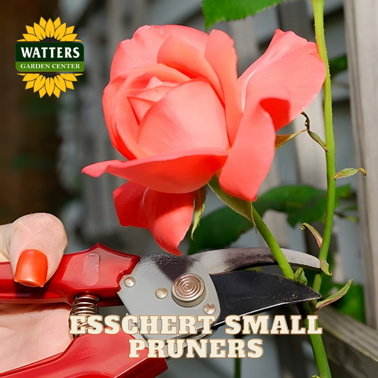 Small pruners with red handle pruning a rose plant.