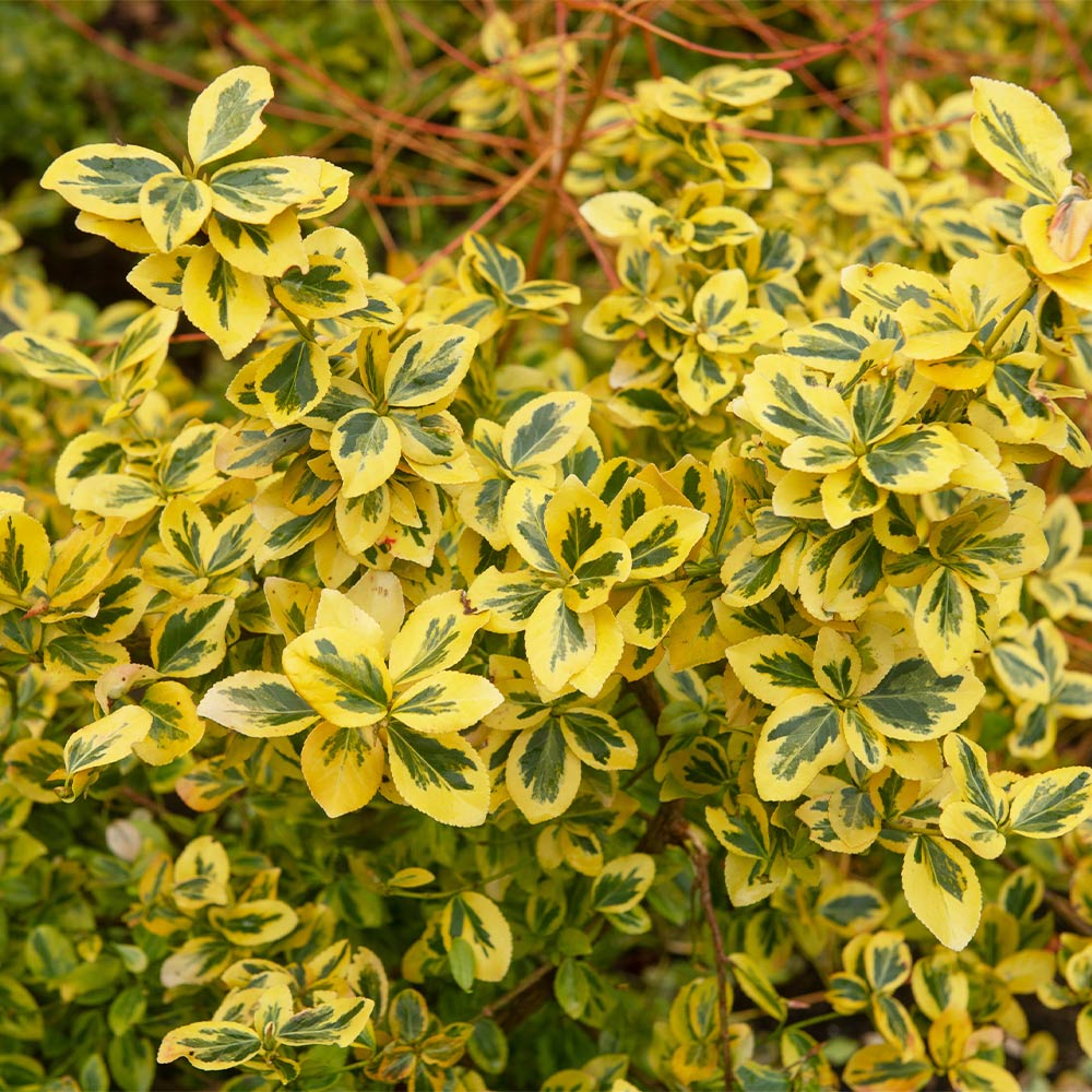 EMERALD N GOLD WINTERCREEPER EUONYMUS 2gal