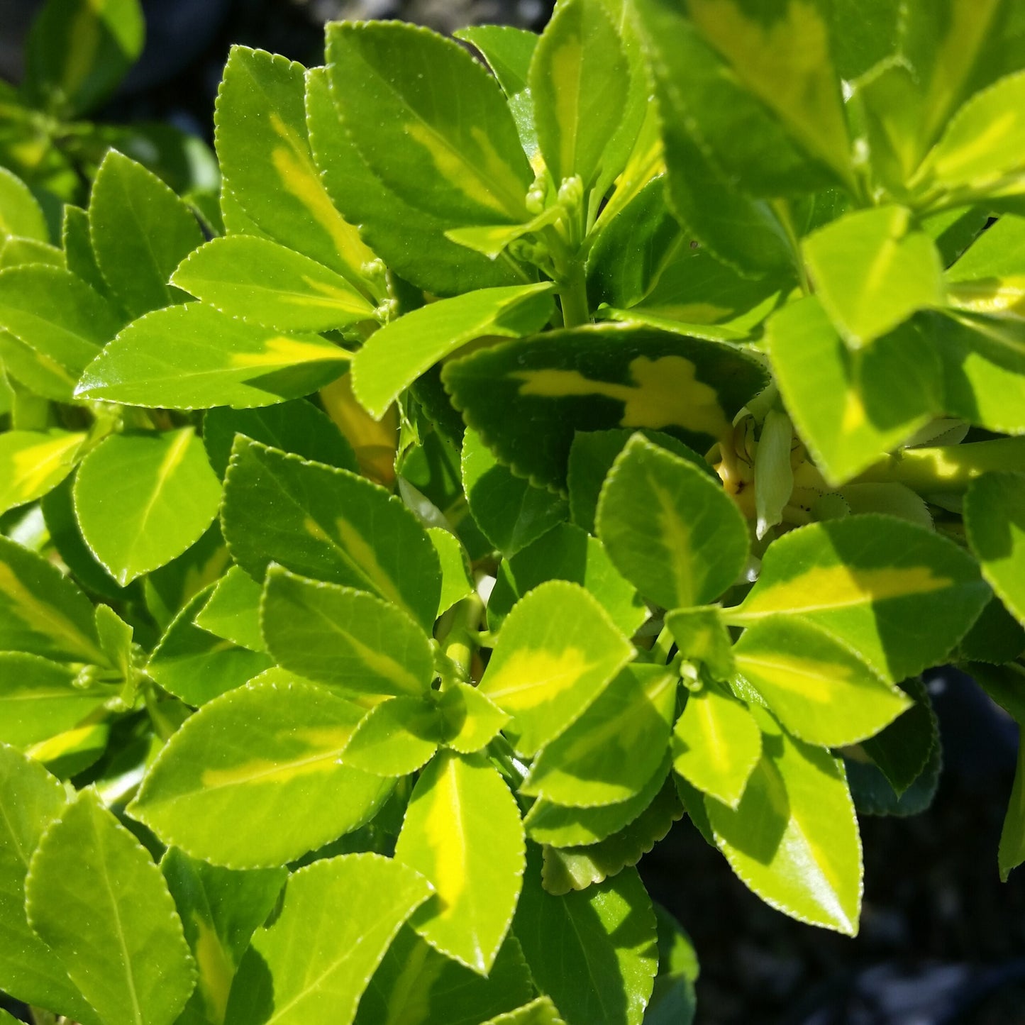 GOLD SPOT EUONYMUS 1gal