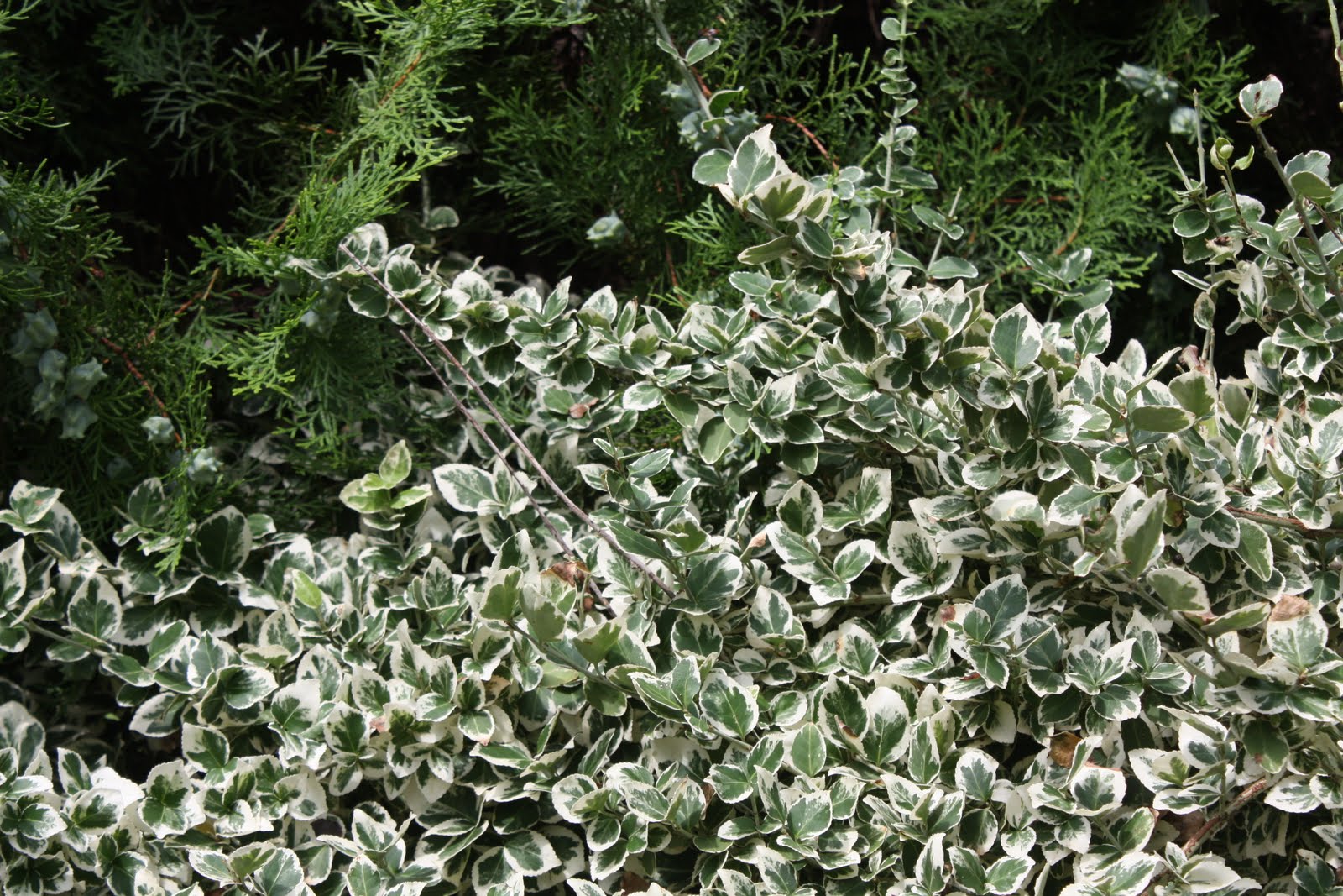 IVORY JADE EUONYMUS 2gal – Watters Garden Center