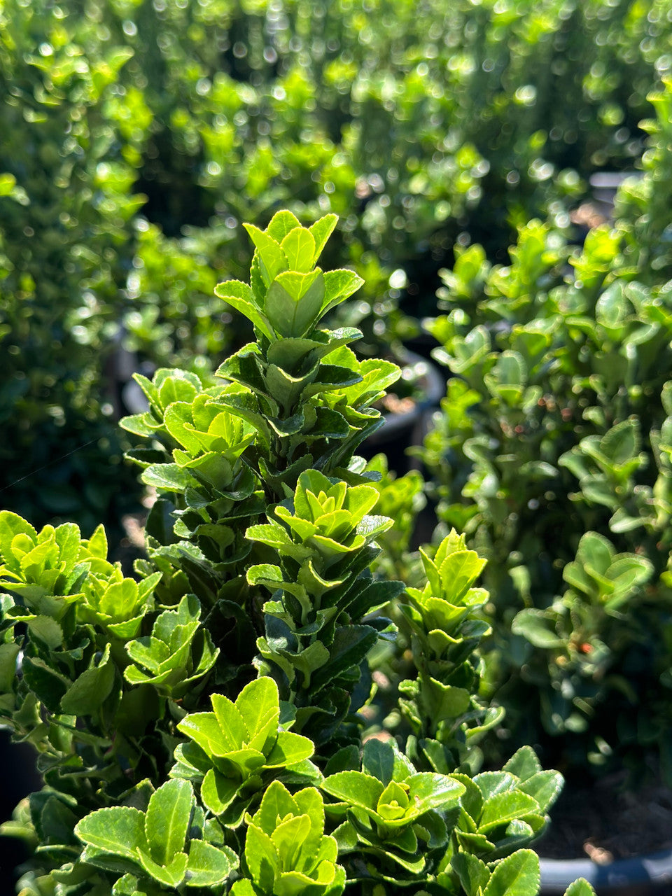 GREEN SPIRE EUONYMUS 2gal