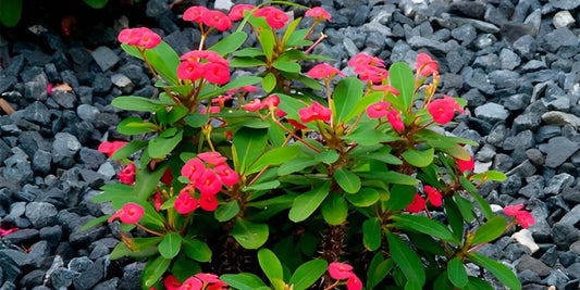REDI-RED CROWN OF THORNS 1gal