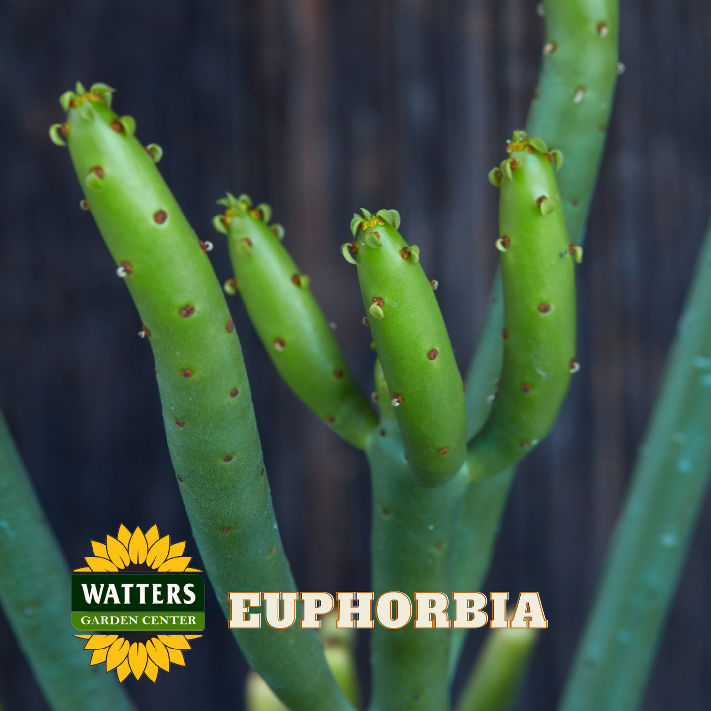 Close-up of euphorbia plant with Watters Garden Center logo.