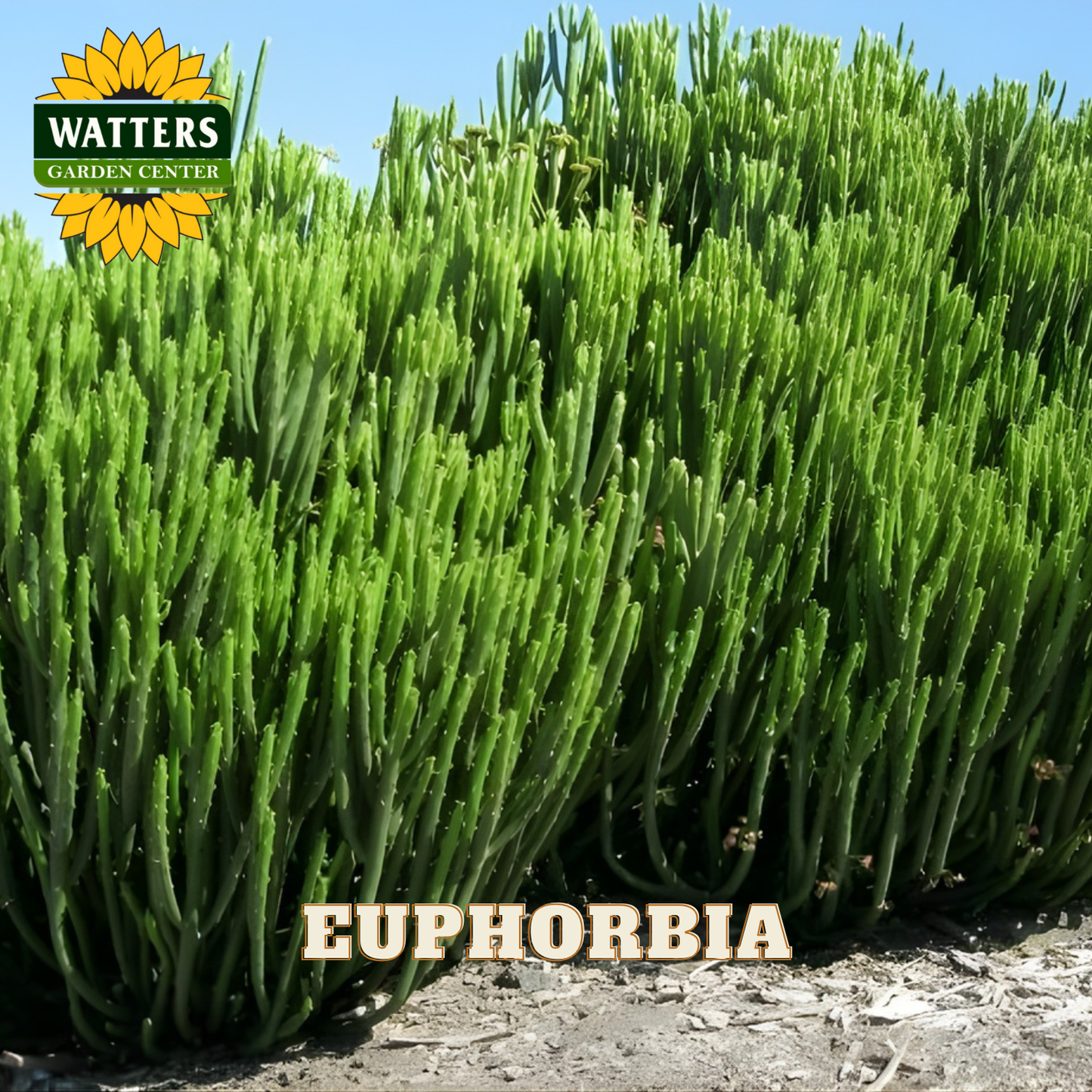 Green euphorbia plant with Watters Garden Center logo at the top.