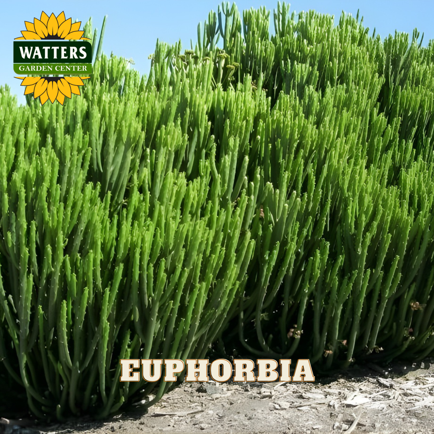 Green euphorbia plant with Watters Garden Center logo at the top.