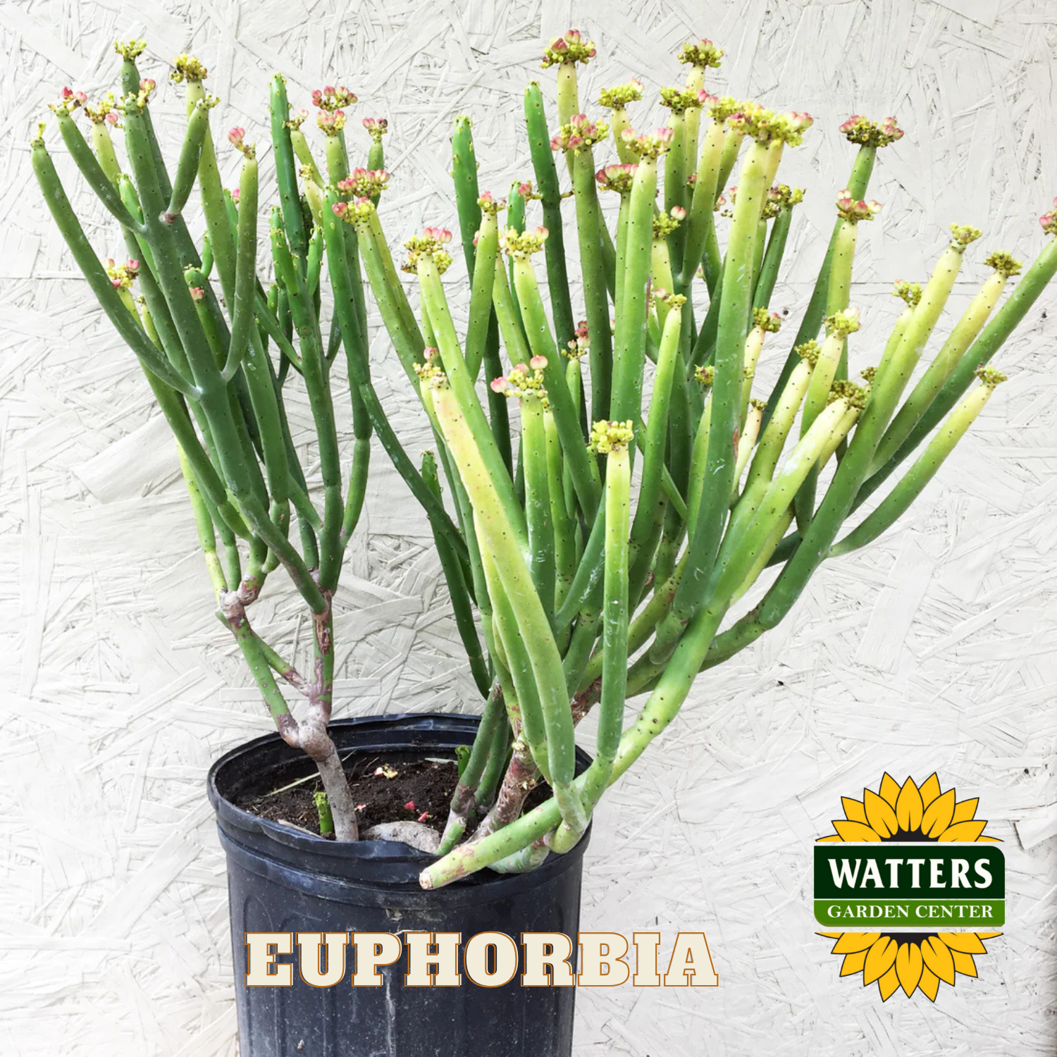 Potted euphorbia plant with Watters Garden Center logo on a textured white background