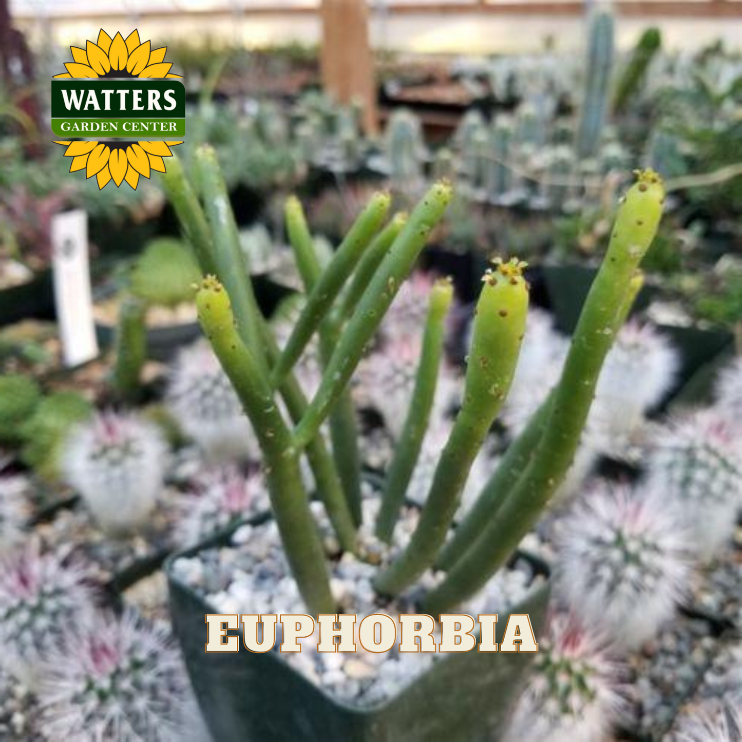 Potted euphorbia plant with Watters Garden Center logo in a garden setting