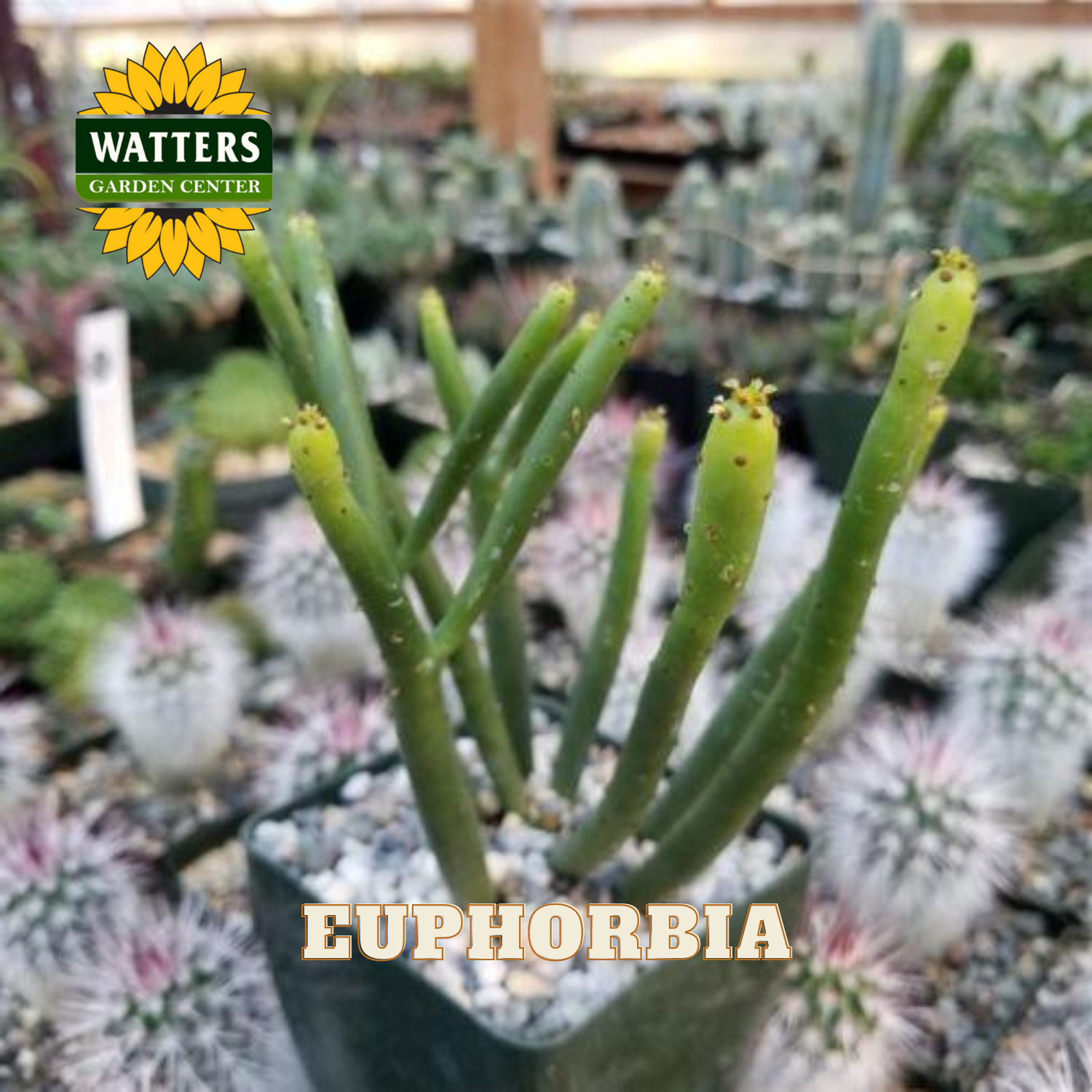 Potted euphorbia plant with Watters Garden Center logo in a garden setting