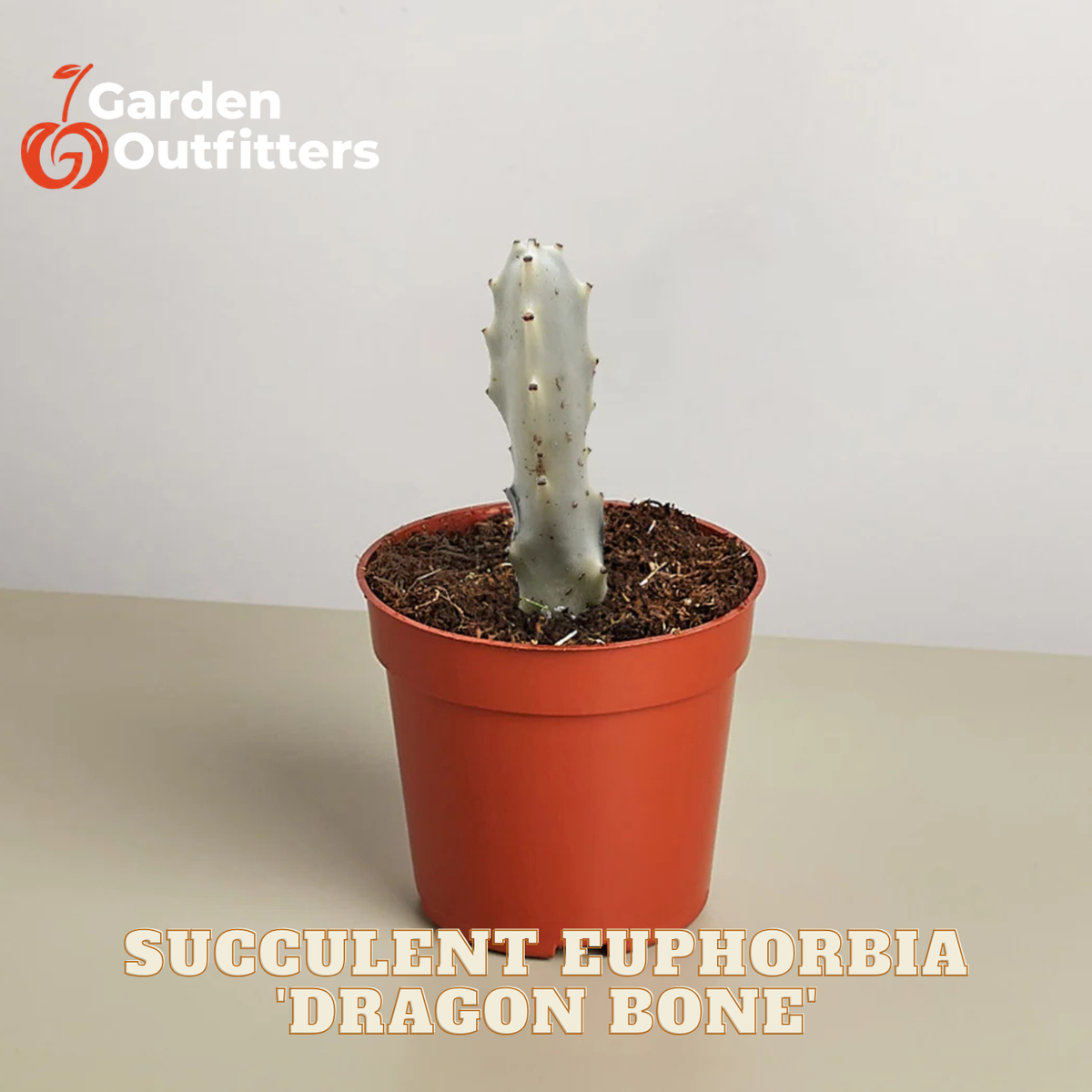 A potted succulent euphorbia plant labeled 'Dragon Bone' by Garden Outfitters, featuring a pale gray-green cactus in a terracotta-colored plastic pot on a neutral beige surface against a light gray background.