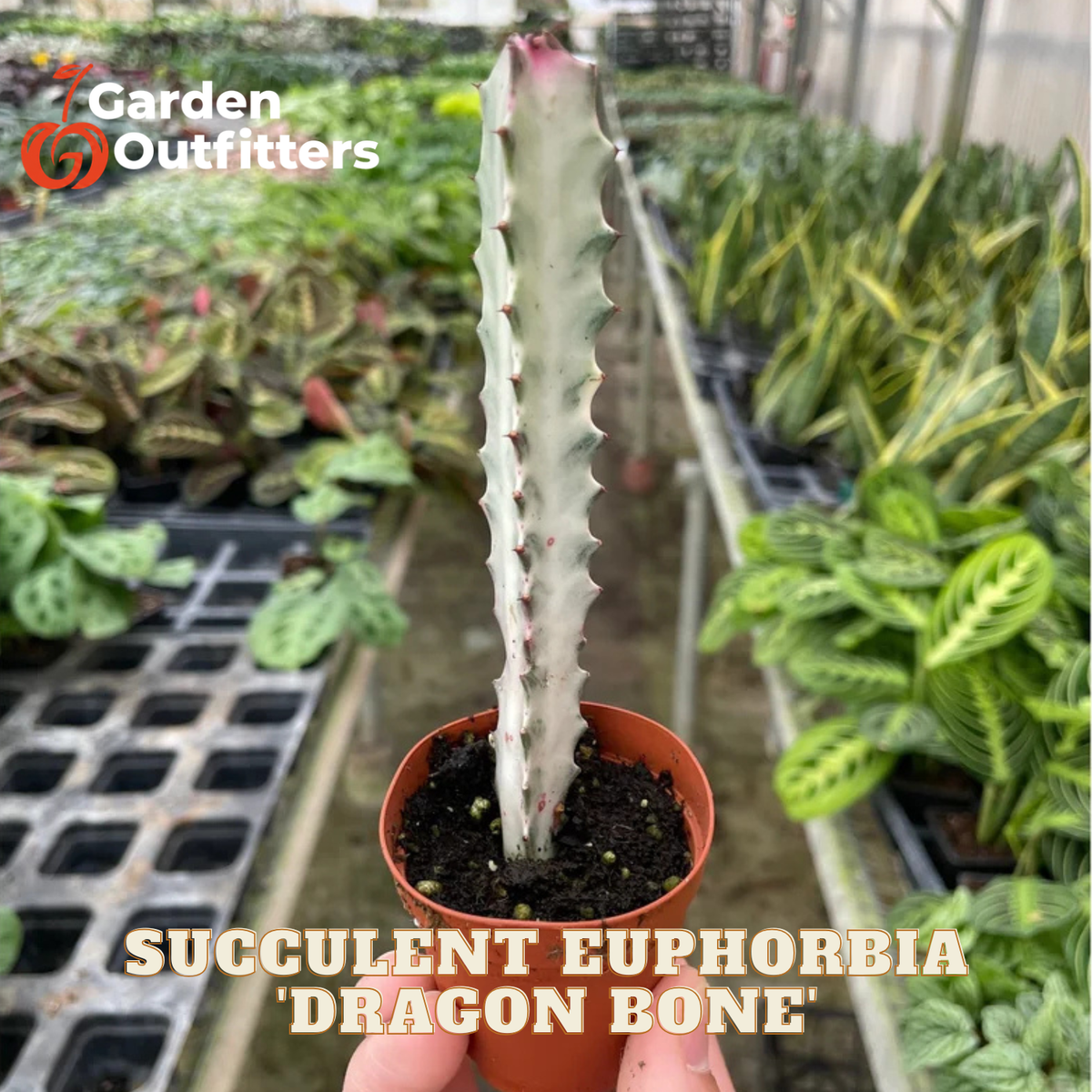 A potted succulent euphorbia plant labeled 'Dragon Bone' held in a hand inside a greenhouse. The plant has a tall, ribbed, pale gray-green stem with small red spines, growing in a small terracotta pot.