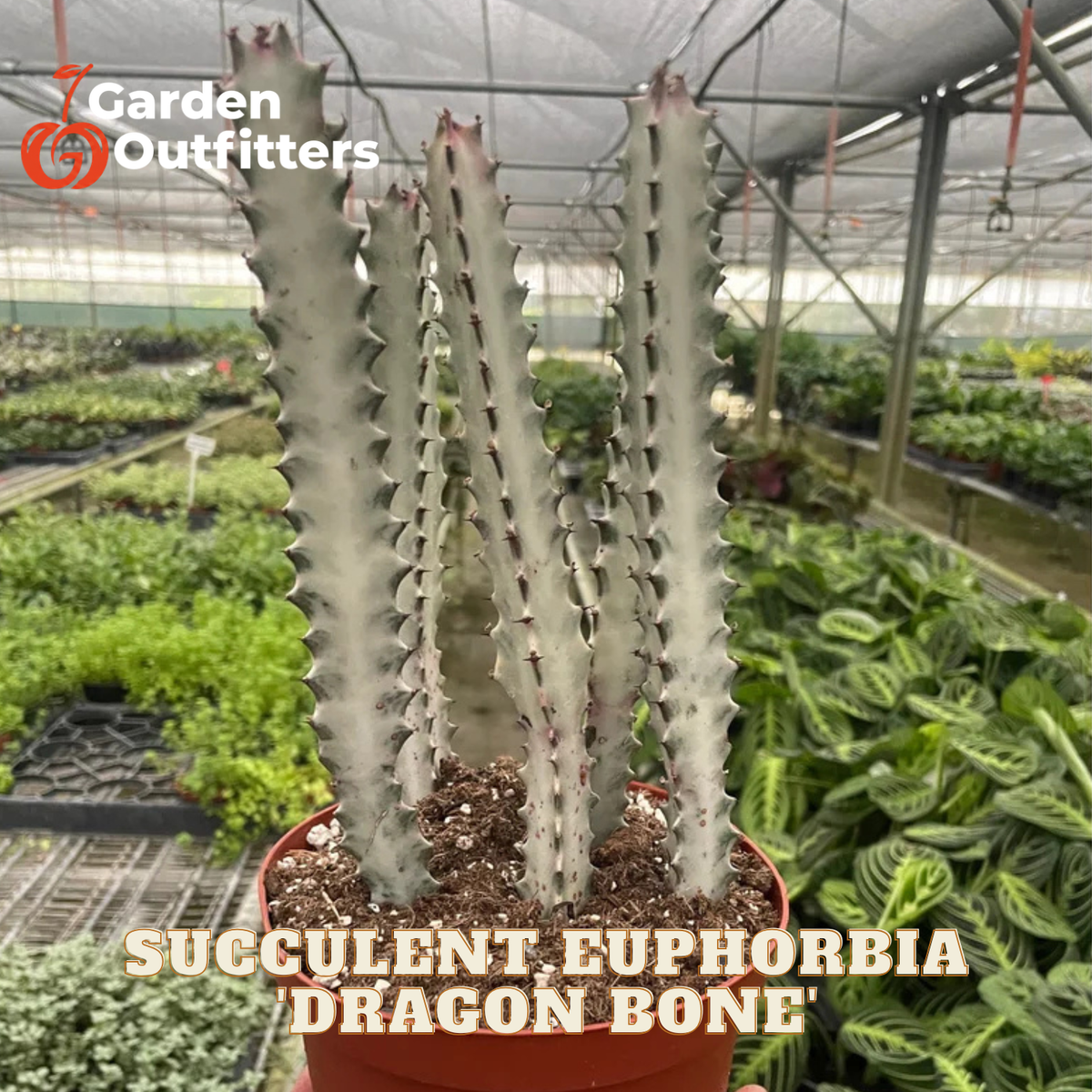 A potted succulent Euphorbia 'Dragon Bone' plant with tall, ribbed, gray-green spiny stems, shown in a greenhouse setting with other plants in the background. The text 'Succulent Euphorbia Dragon Bone' is displayed at the bottom, and the Garden Outfitters logo is in the top left corner.