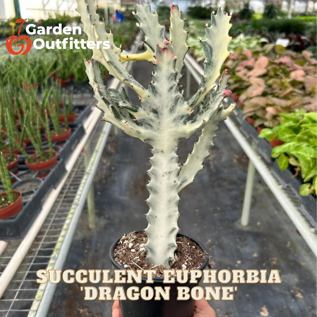 A potted succulent euphorbia plant labeled 'Dragon Bone' being held in a greenhouse. The plant has a thick, branching, pale green to off-white stem with small pinkish-red tips.