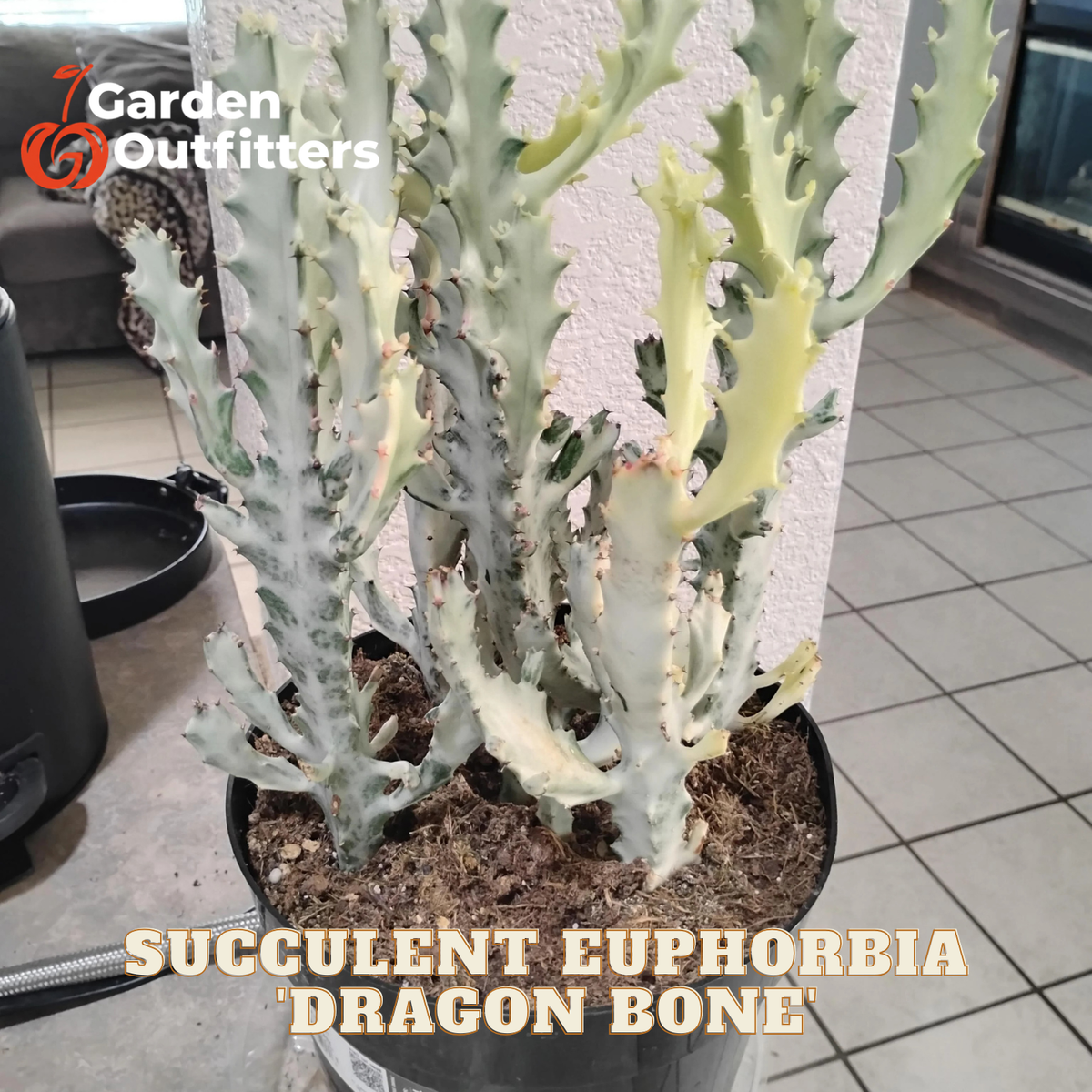 A potted succulent Euphorbia 'Dragon Bone' plant with tall, wavy, pale green-gray stems and yellowish tips, shown in a black plastic pot on a tiled floor. A Garden Outfitters logo is visible in the top left, and text at the bottom reads 'SUCCULENT EUPHORBIA DRAGON BONE'.