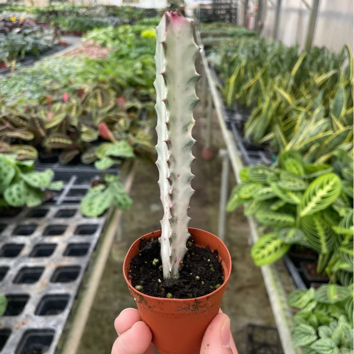 A tall, pale green succulent cactus with red-tipped spines, potted in a small terracotta pot and held up by a hand in a greenhouse filled with other plants.