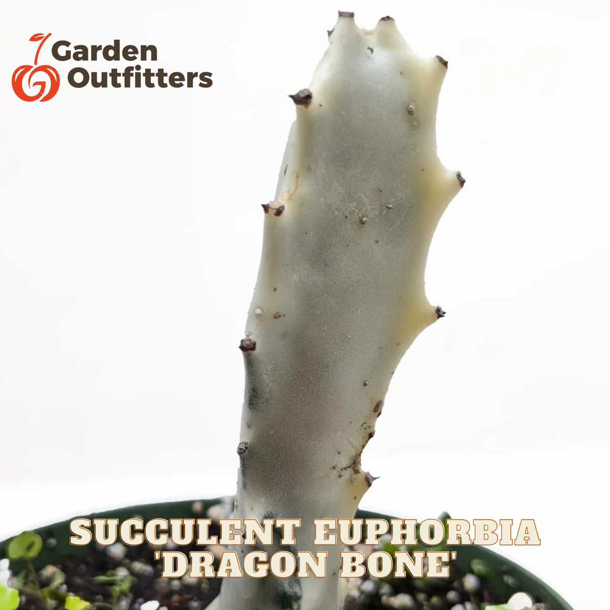 A close-up of a succulent euphorbia plant stem labeled 'Dragon Bone' by Garden Outfitters, set against a white background with text overlays.