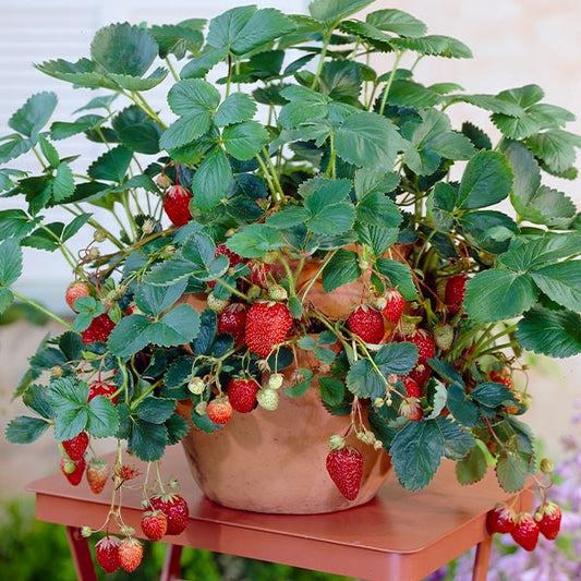 STRAWBERRY EVERSWEET 1gal