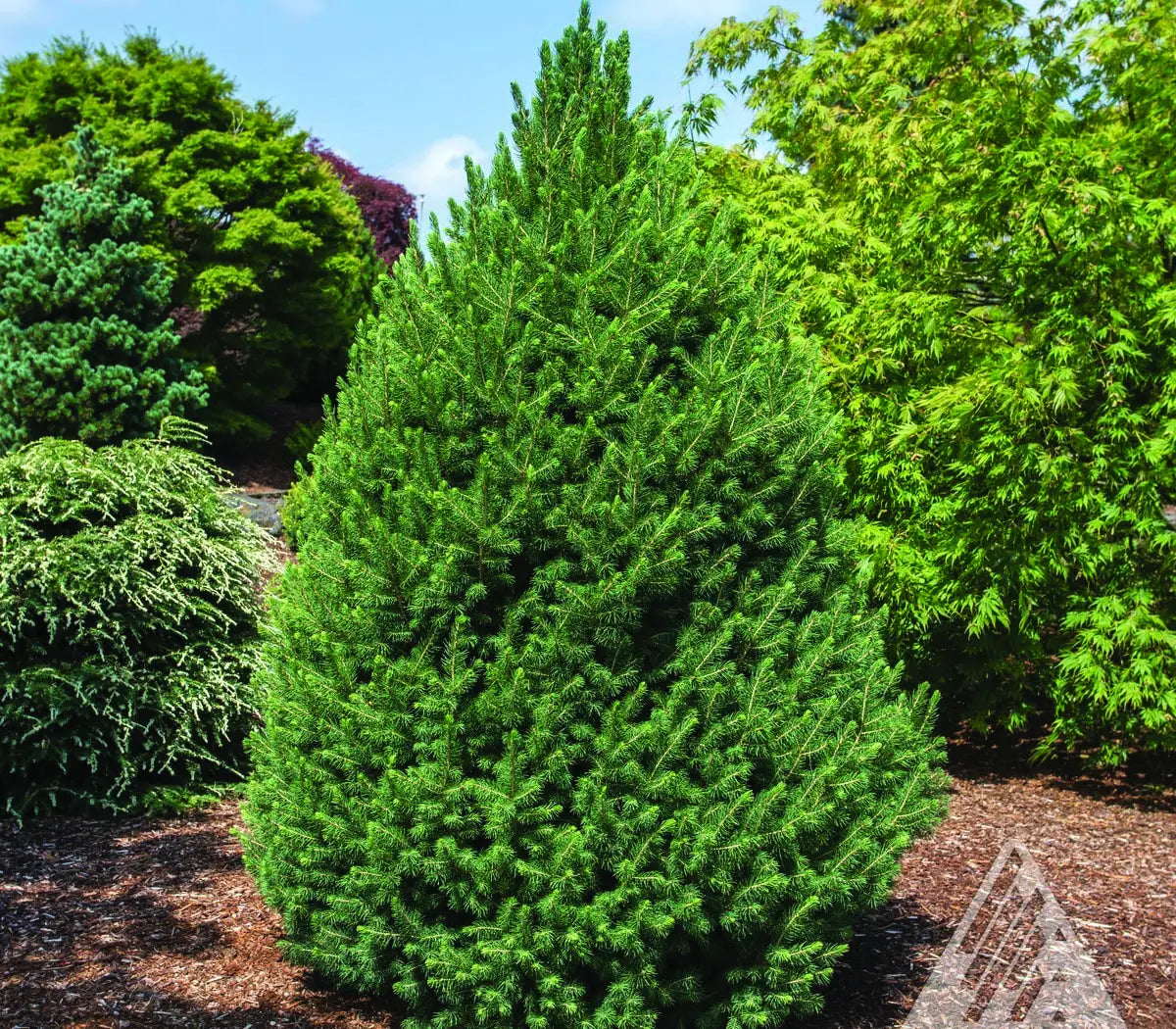 DILLY WHITE ALBERTA SPRUCE
