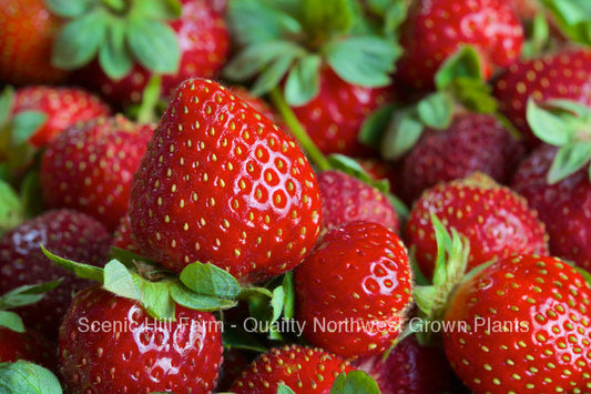 ***  Bare Root Eversweet Ever Bearing Strawberry Plants - Large, Sweet, And Juicy Berries