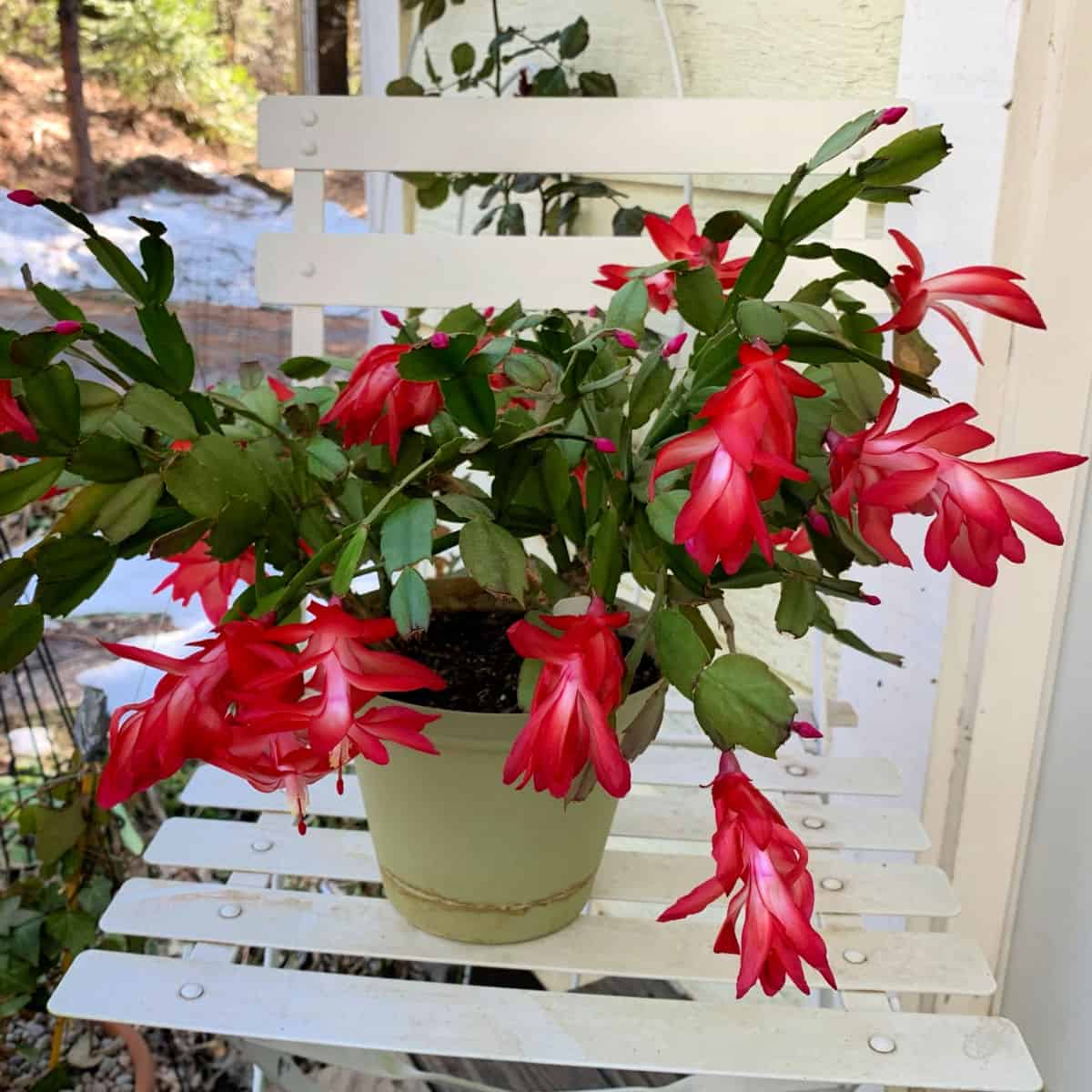 ZYGO CACTUS  4in