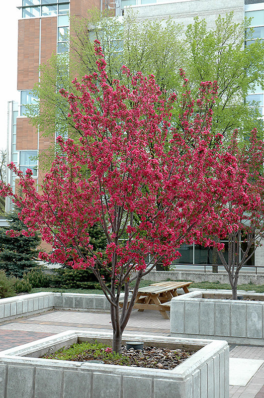 RADIANT CRABAPPLE TREE 10gal